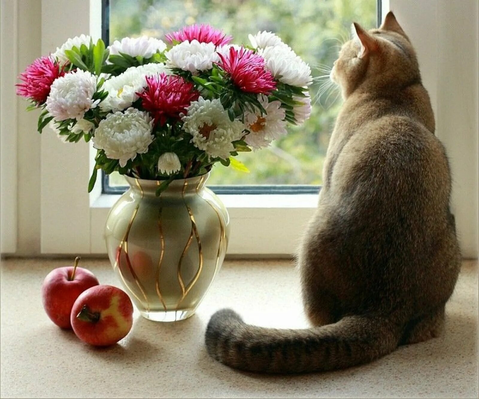 Доброго дня и прекрасного настроения картинки необычные. Хорошего настроения и удачного дня цветы. Котик и цветы в вазе. Цветы для настроения. Кошка с цветами.