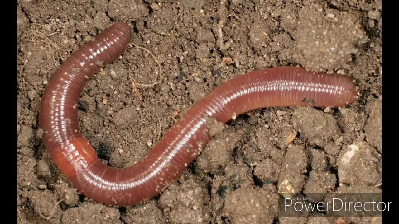 Слизь дождевых червей. Красный червь (Lumbricus rubellus.