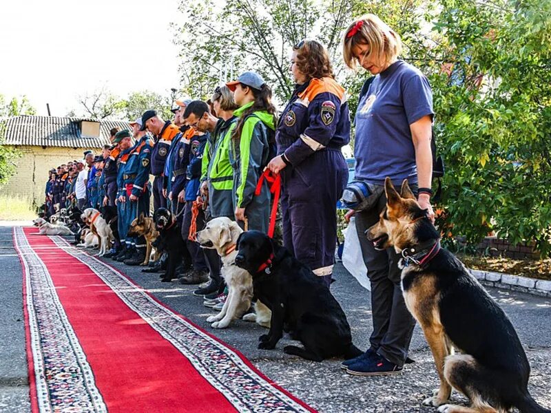 Профессия кинолог фсин. Теплый стан кинолог колледж. Московский строительный колледж 38 кинология. Кинолог анастасия яскова. Кинология зкс.