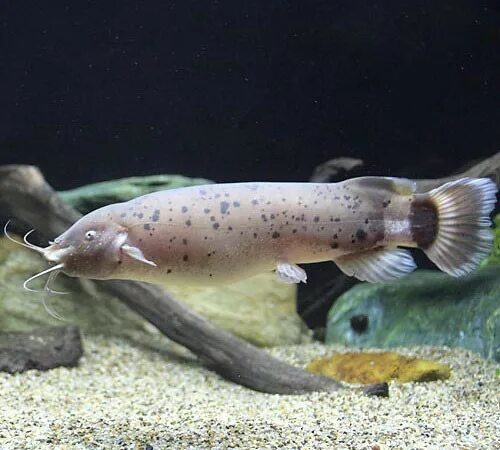 Нильский электрический сом. Электрический сом электрические органы. Электрический сом. Африканский электрический сом. • электрические сомы (malapterurus),.