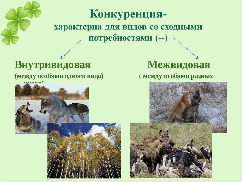 Конкуренция в экосистеме смешанного леса существует между. Конкуренция в биологии. конкуренция в природе. виды конкуренции в природе. внутривидовая конкуренция.