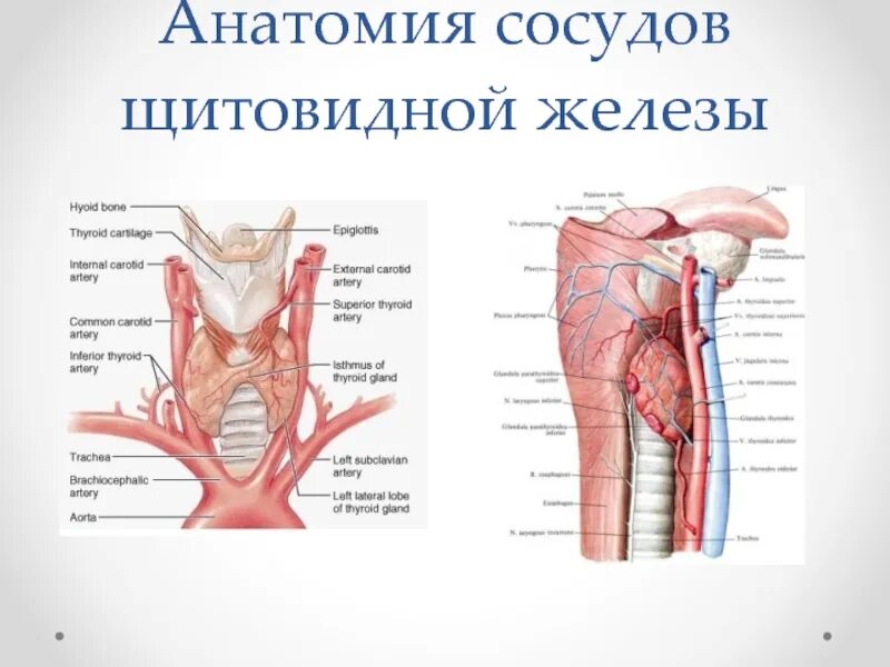 Капилляр щитовидной железы продолговатый мозг. Анатомия сосудов. Артерии анатомия. Магистральные сосуды анатомия. Артерии щитовидной железы анатомия.