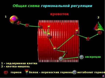 Что такое гормональная регуляция