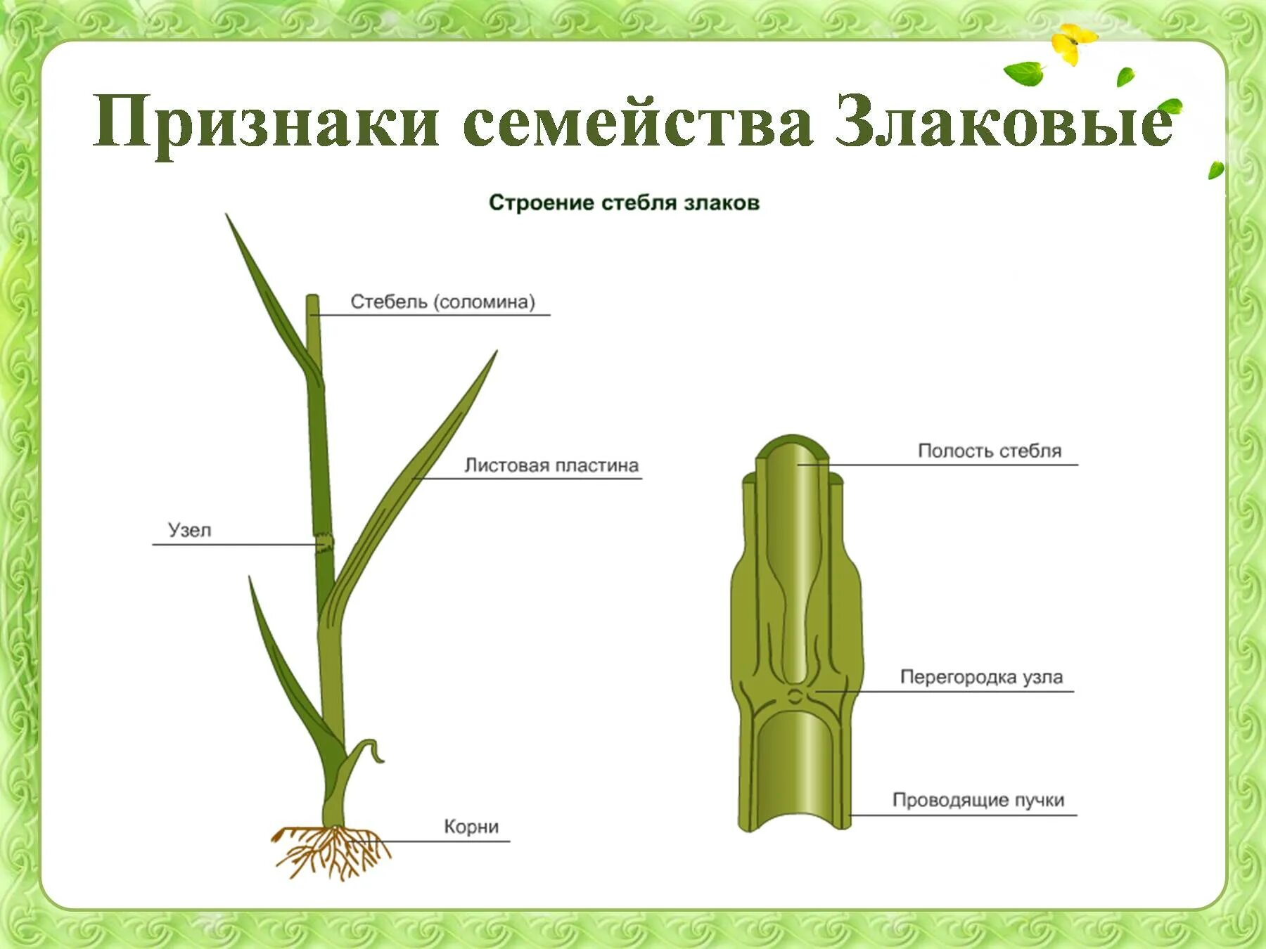 Строение стебля пшеницы. Строение стебля семейства злаковых. Семейство злаковые строение цветка. Строение стебля пшеницы рисунок.