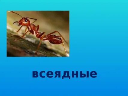 Муха травоядное или всеядное