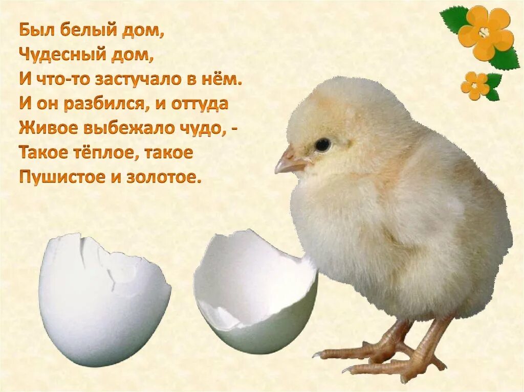 Отгадай загадку был белый дом чудесный дом