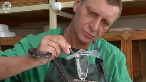 Сыворотка гадюки обыкновенной