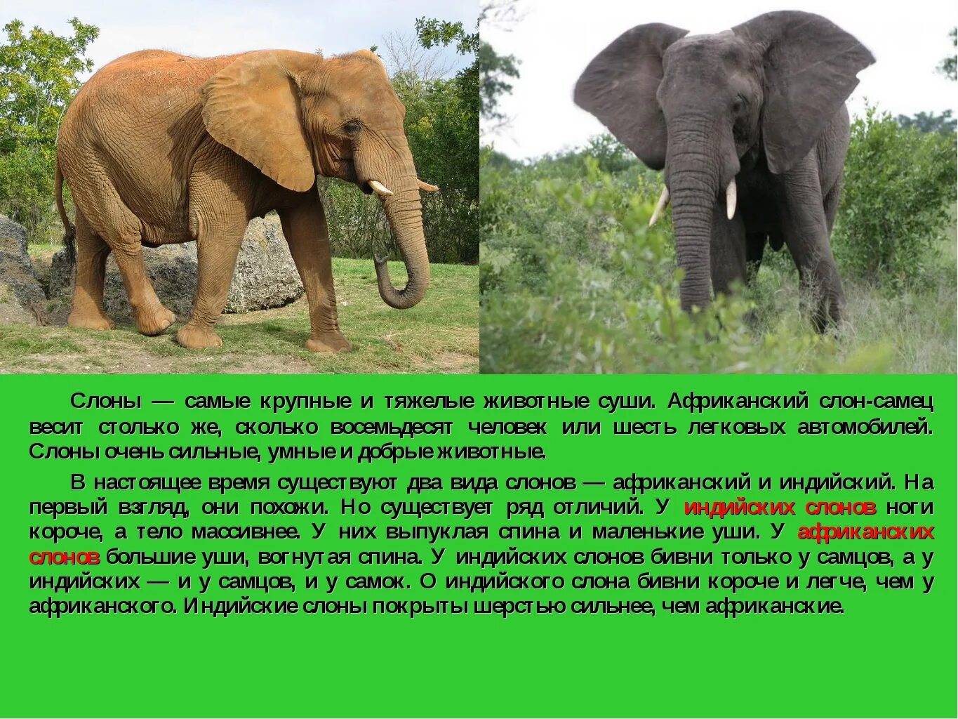 Описание слона. Слон описание животного. Слон презентация 1 класс. Описать слона. Где обитает большая часть организмов