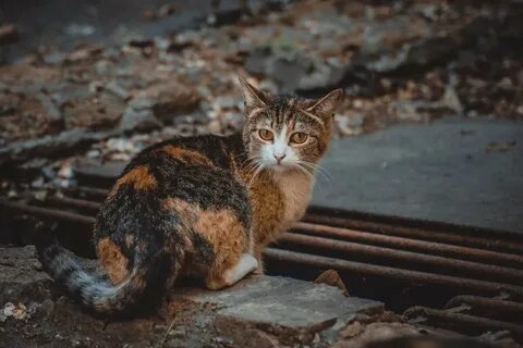 Двор кошка