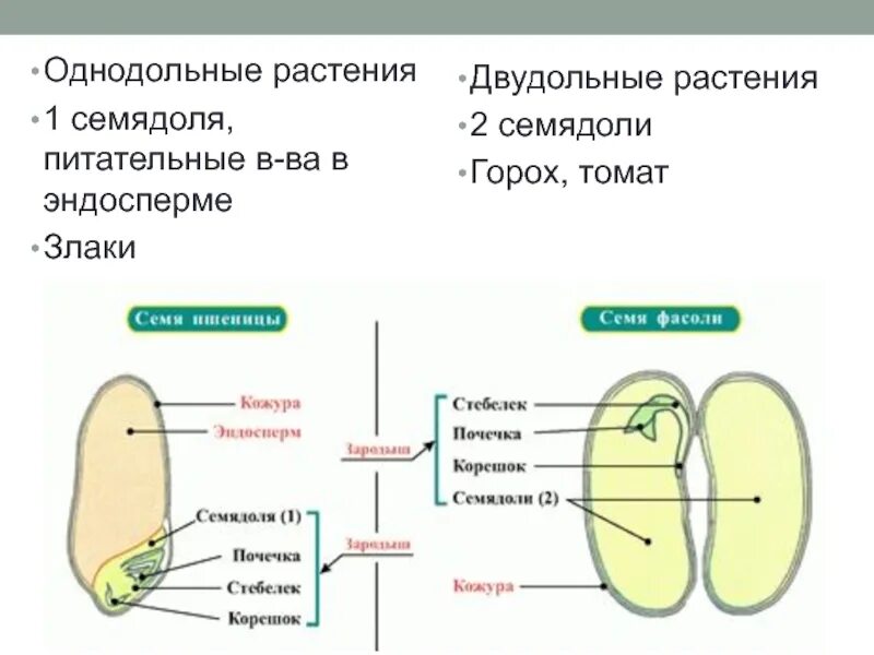 Признаки классов однодольных и двудольных растений таблица. Строение семян однодольных и двудольных растений. Кол во семядолей у однодольных и двудольных растений таблица. Листки однодольных растений. Количество семядолей у однодольных.