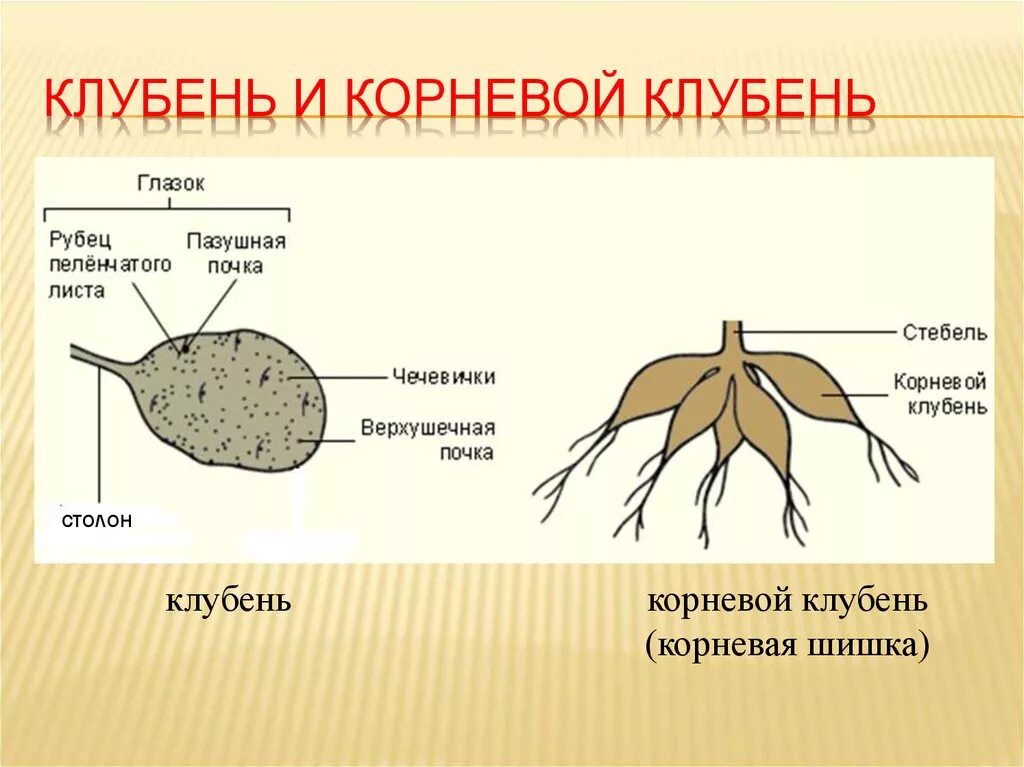 Клубень картофеля и ус земляники. Корневые клубни георгины. Корневые клубни георгины строение. Корневые клубни (корневые шишки).