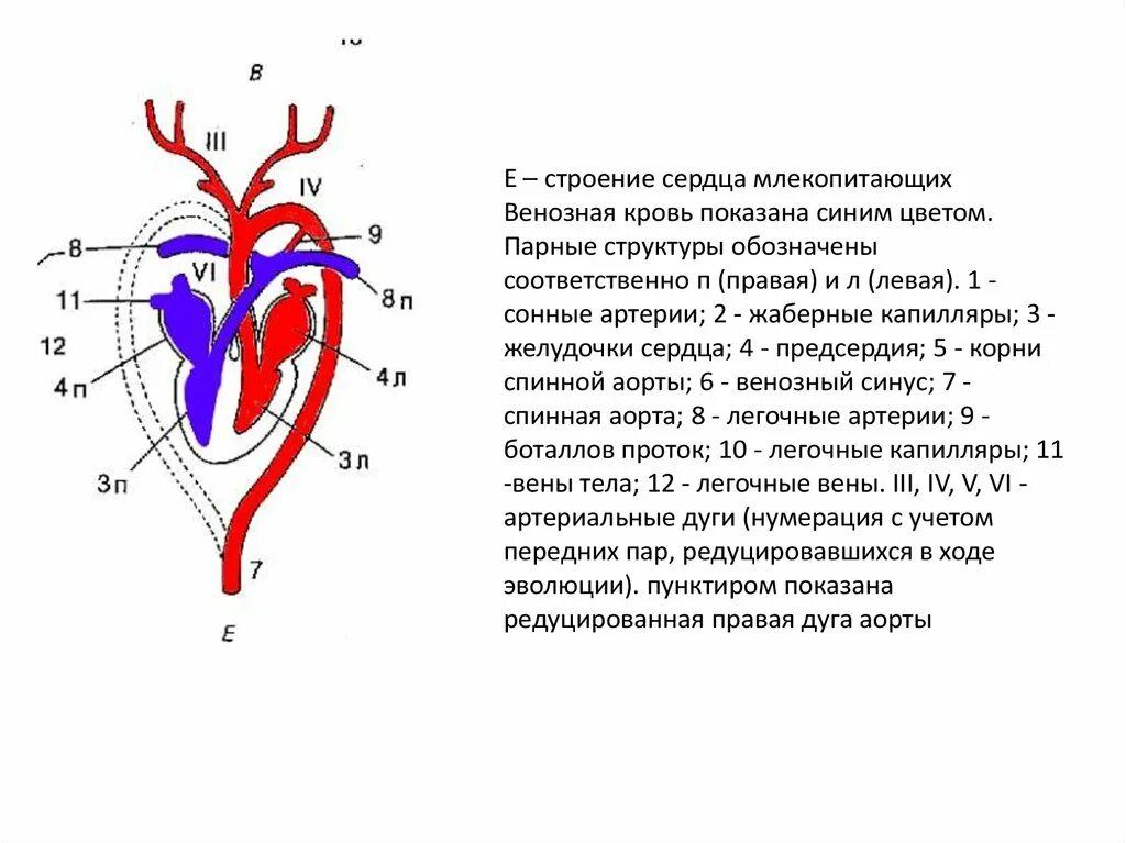 Какие сосуды у млекопитающих. Сердце млекопитающих схема. венозная и артериальная кровь в сердце схема. схема строения сердца млекопитающих. строение сердца с венозной и артериальной крови.