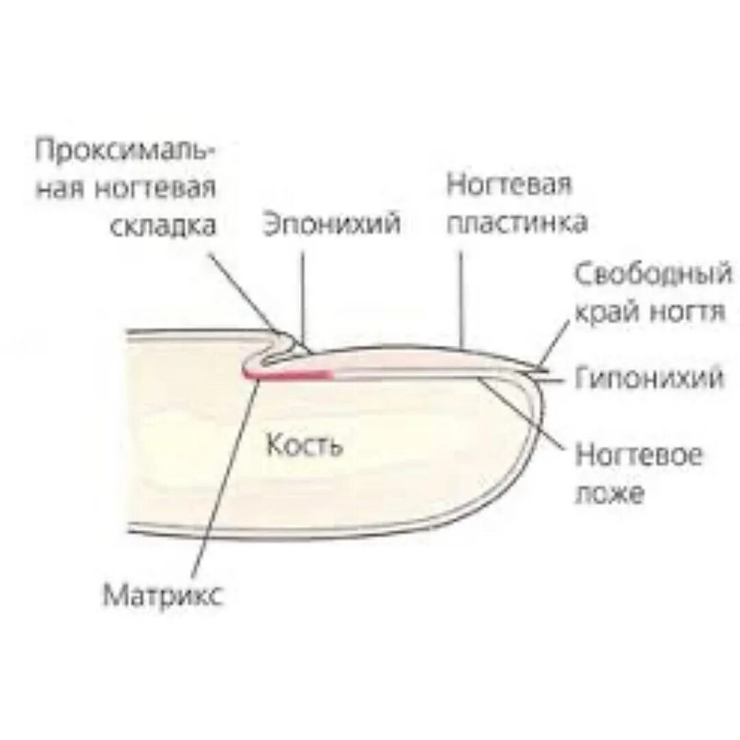 Ногтевая структура. Строение ногтевой пластины птеригий. Строение ногтевой пластины схема. Строение ногтя ногтевое ложе. Строение ногтя и ногтевой пластины схема.