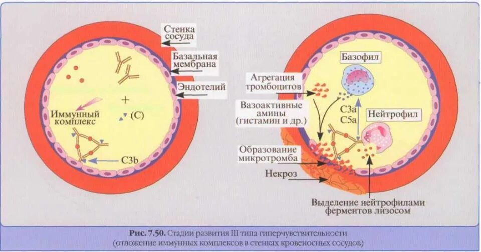 Реакция сосудов