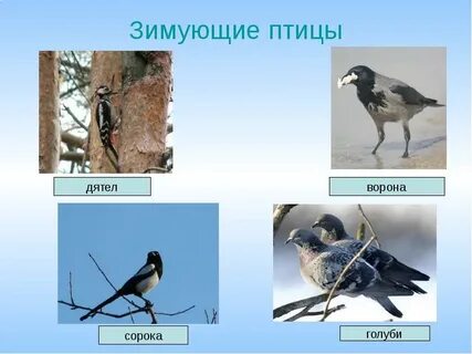 Ворон и сорока разница