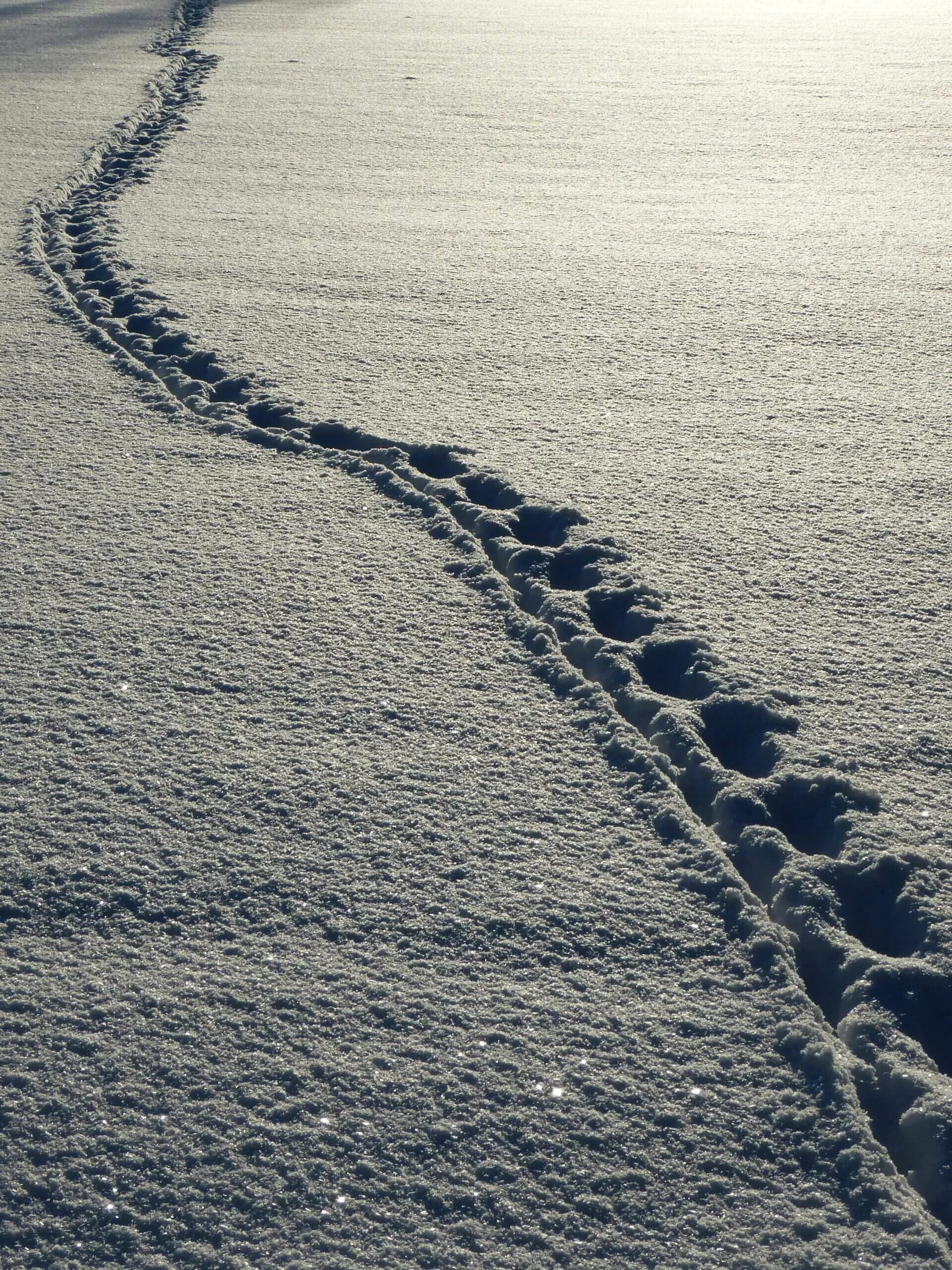 Он смотрел на следы ее. Следы на снегу. следы. след фото. зимние следы.