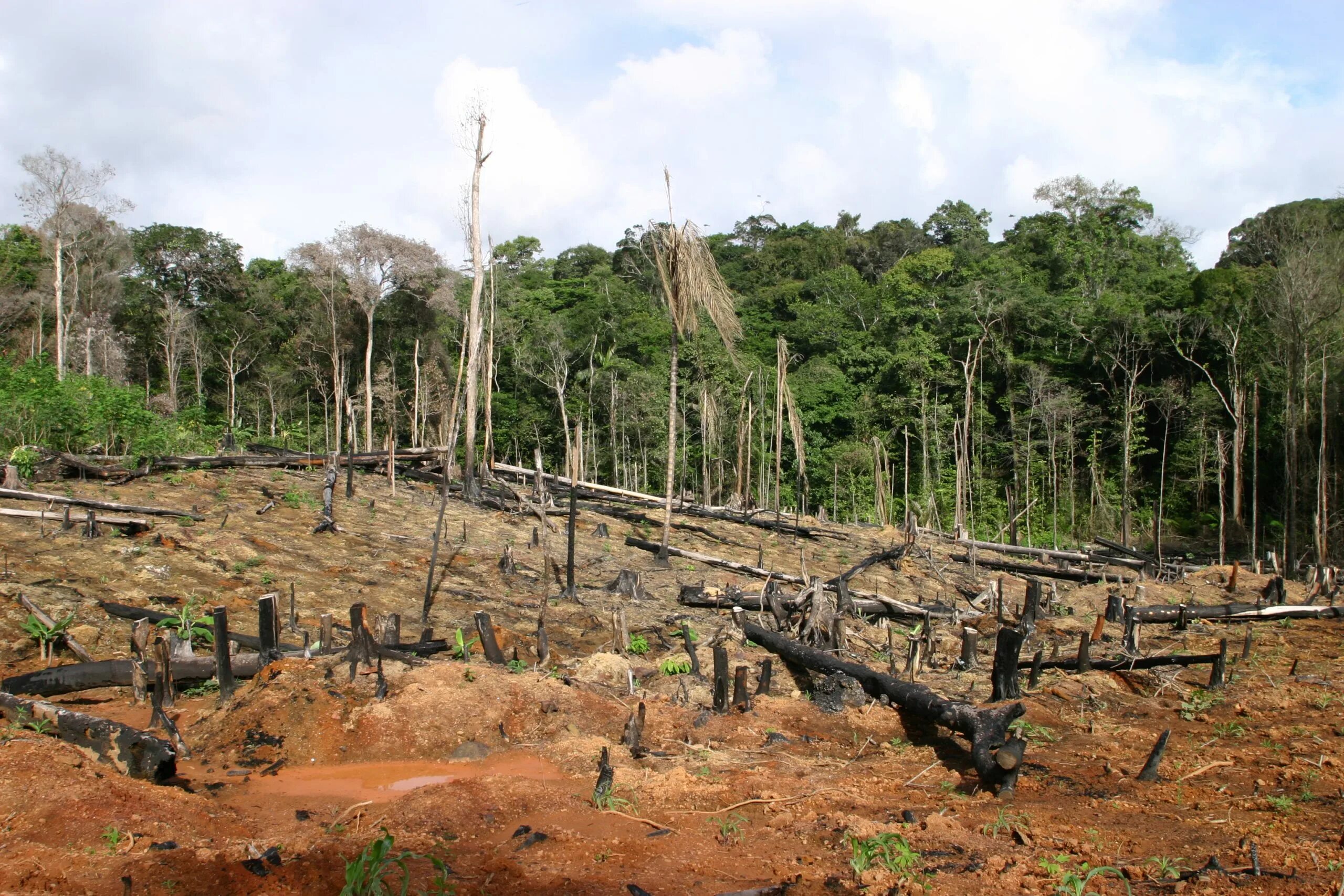 Обезлесение тропических лесов Африки. Вырубка тропических лесов. Вырубка тропических лесов в Африке. Вырубка лесов в Азии.
