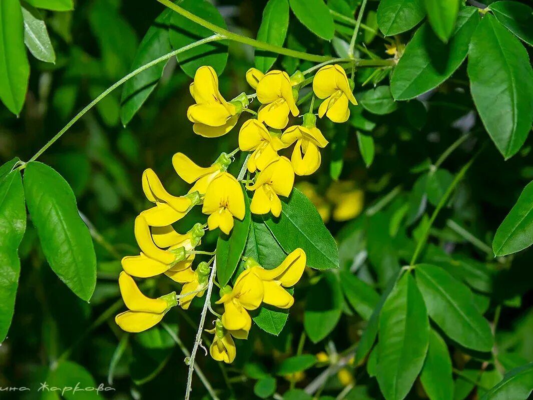 Акация желтая карагана древовидная. Карагана акация древовидная caragana arborescens. Карагана семейство. Акация желтая caragana arborescens. Карагана карликовая.