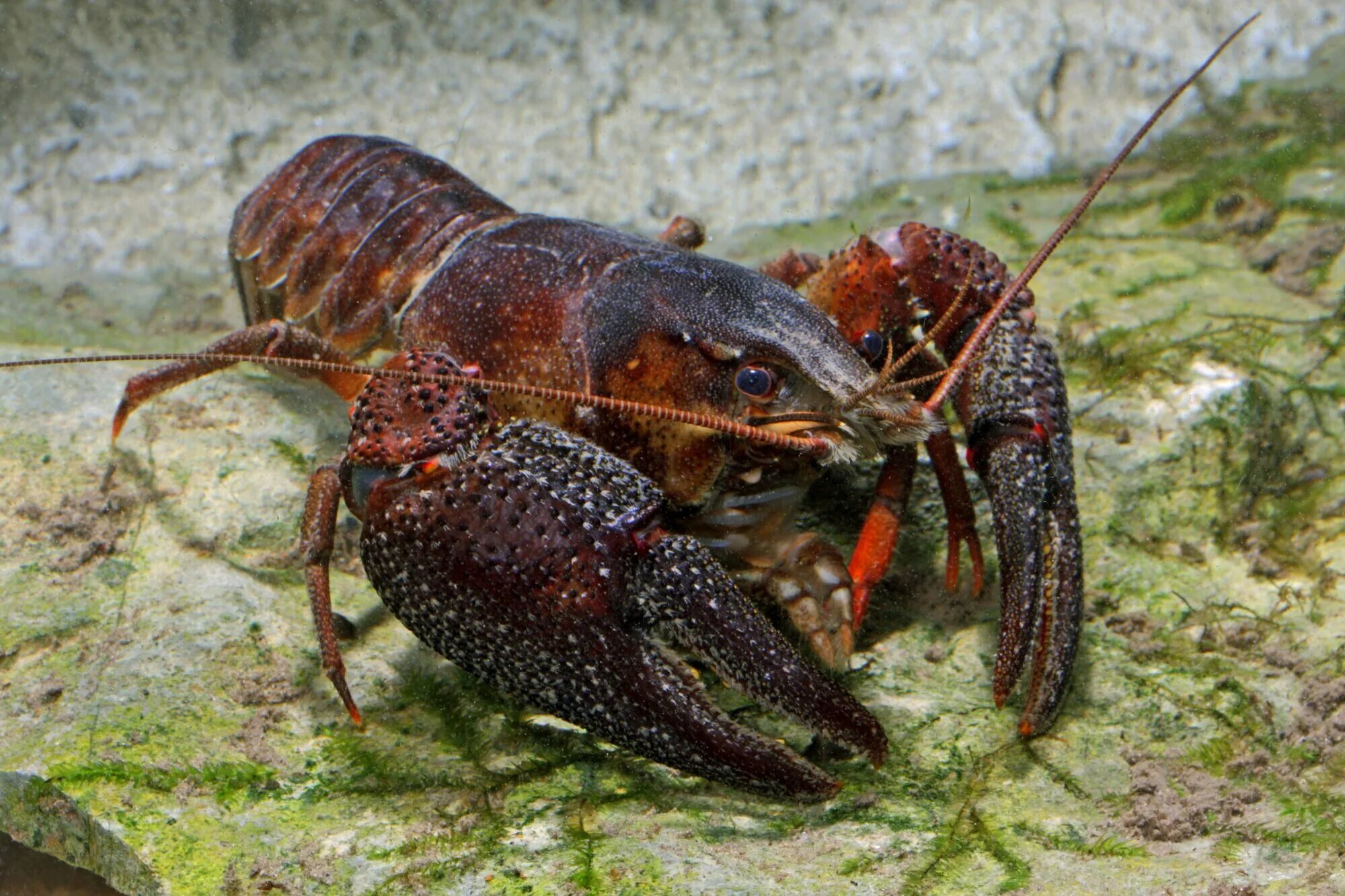 Раки скрытные. Речные рачки. Рыба, река, рак.. Crayfish Astacus. Astacus fluviatilis.