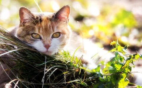 Cat beauty