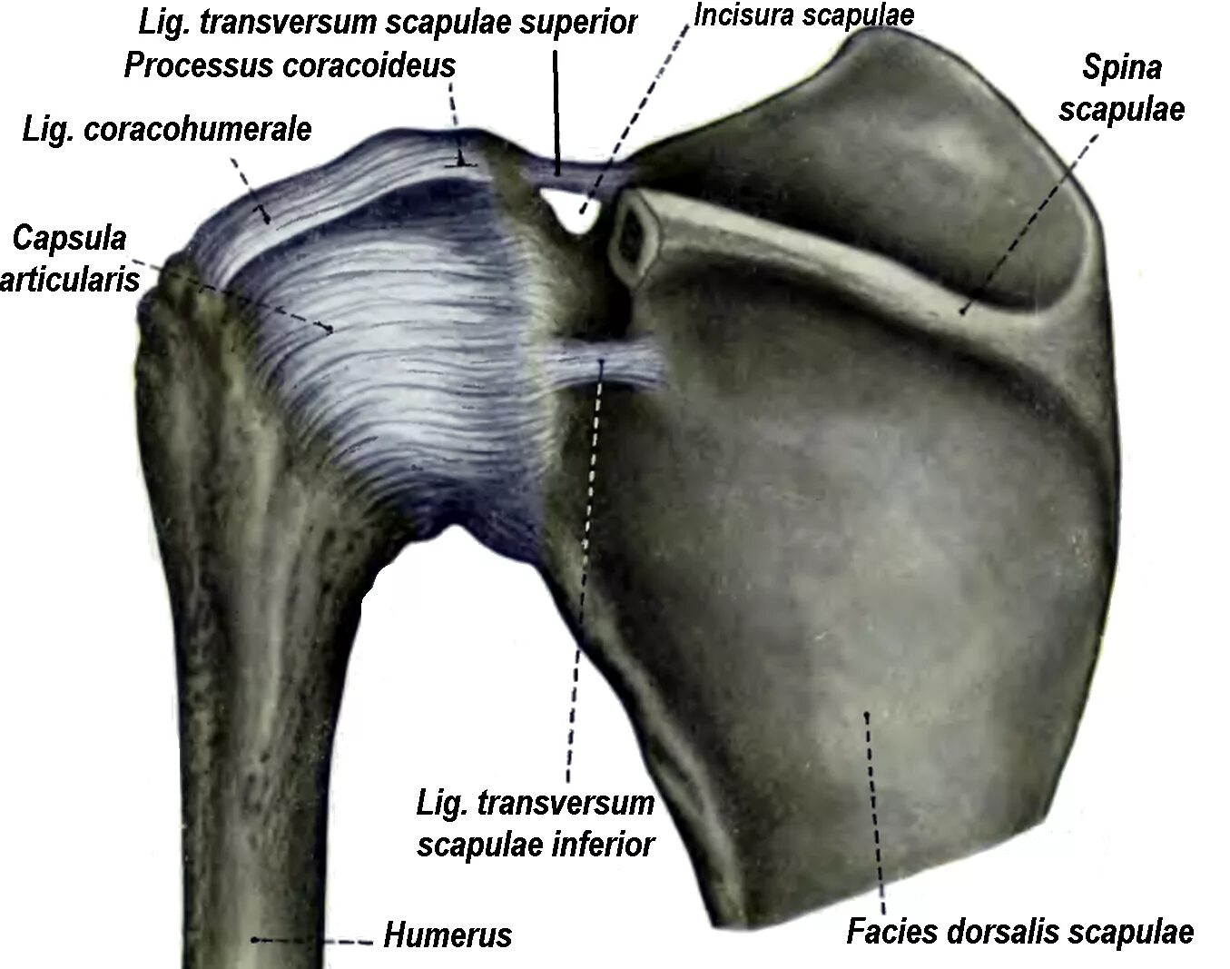 Связки акромиально-ключичного сустава. Анатомия лопатки и плечевого сустава. Плечевой сустав соединение костей. Акромиально-ключичный сустав анатомия.