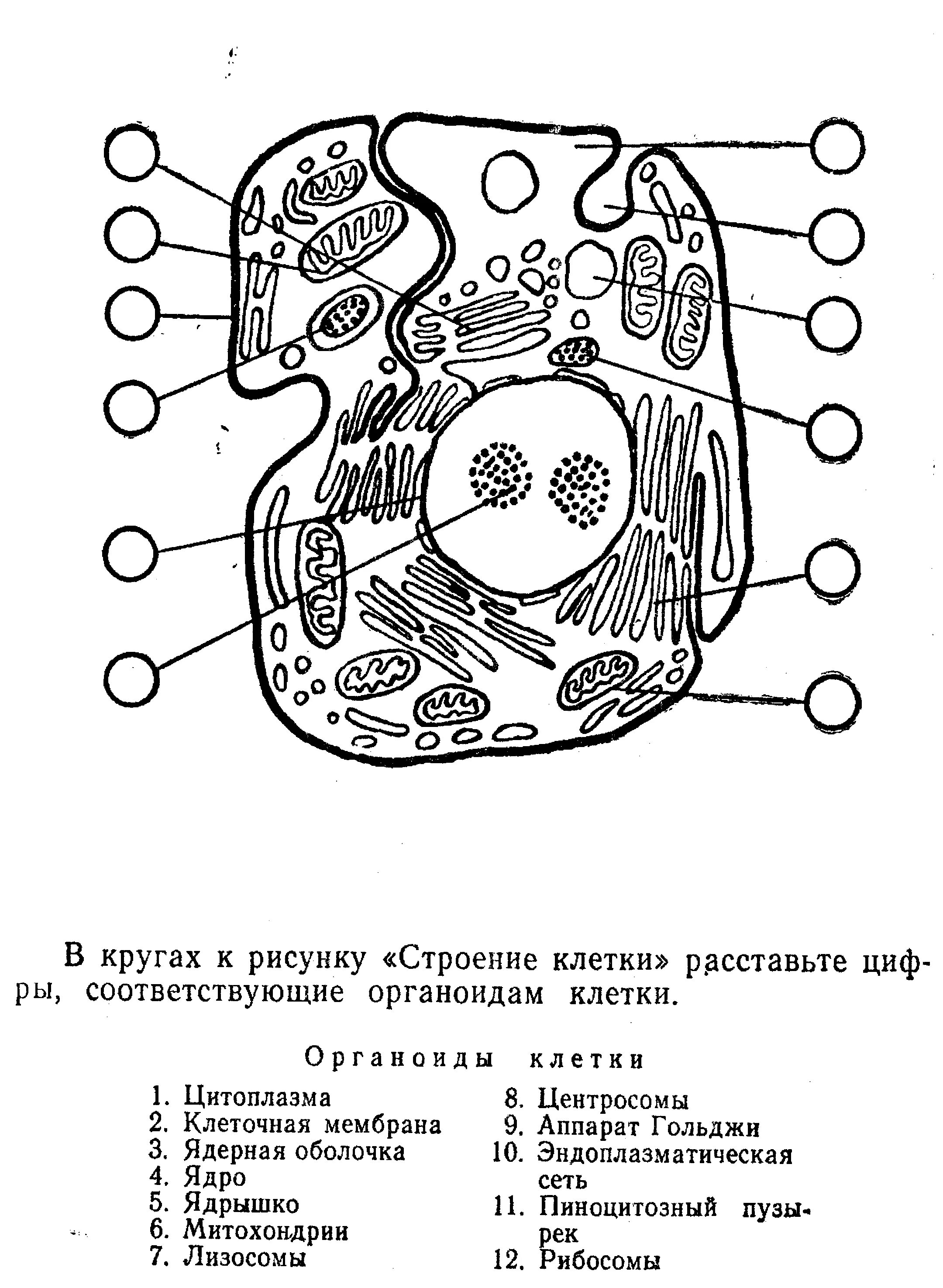 Рисунок клетки 10 класс