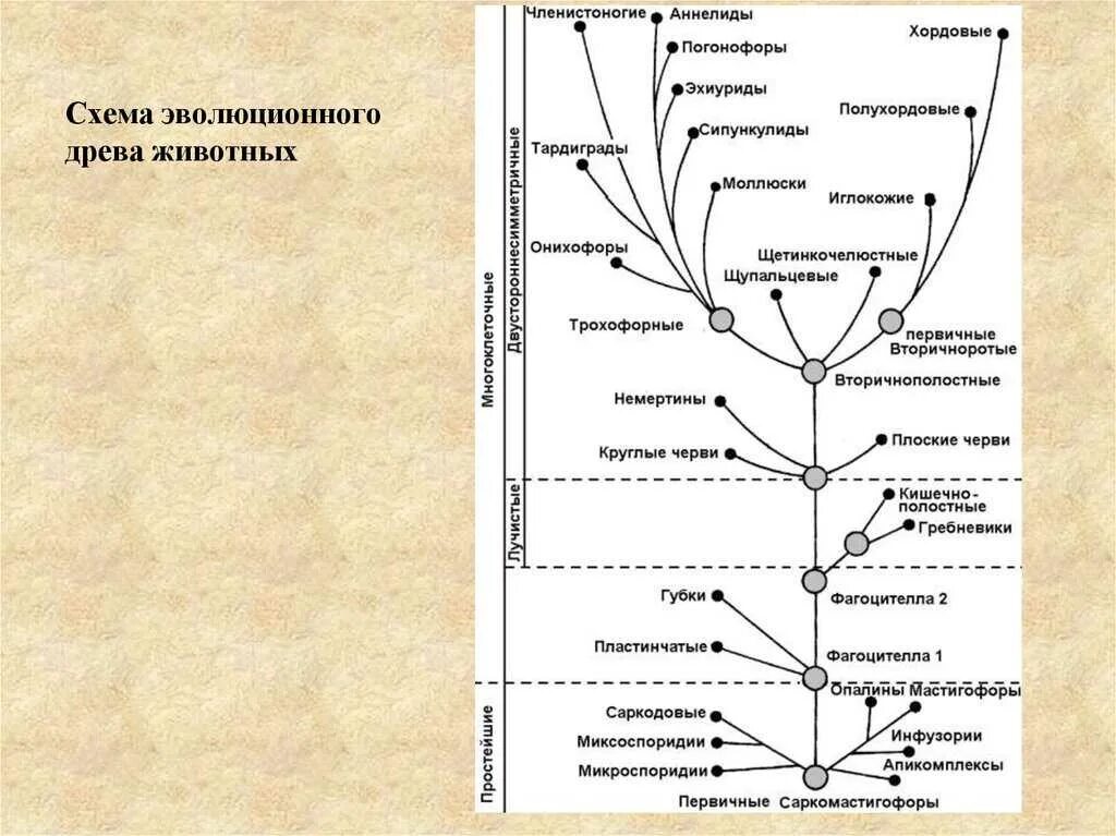 Последовательность возникновения живых организмов. Филогенетическое Древо беспозвоночных животных. Филогенетическое эволюционное Древо.