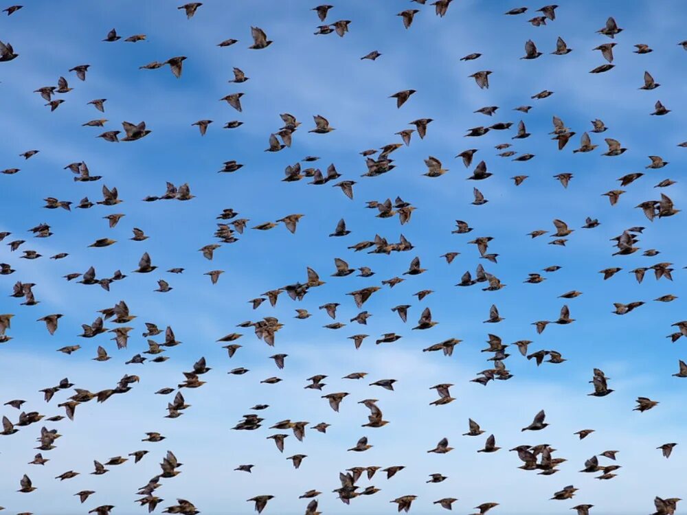 Flock of birds. Стая птиц. Стайка птиц. Стая птиц в небе. Стая разноцветных птиц.