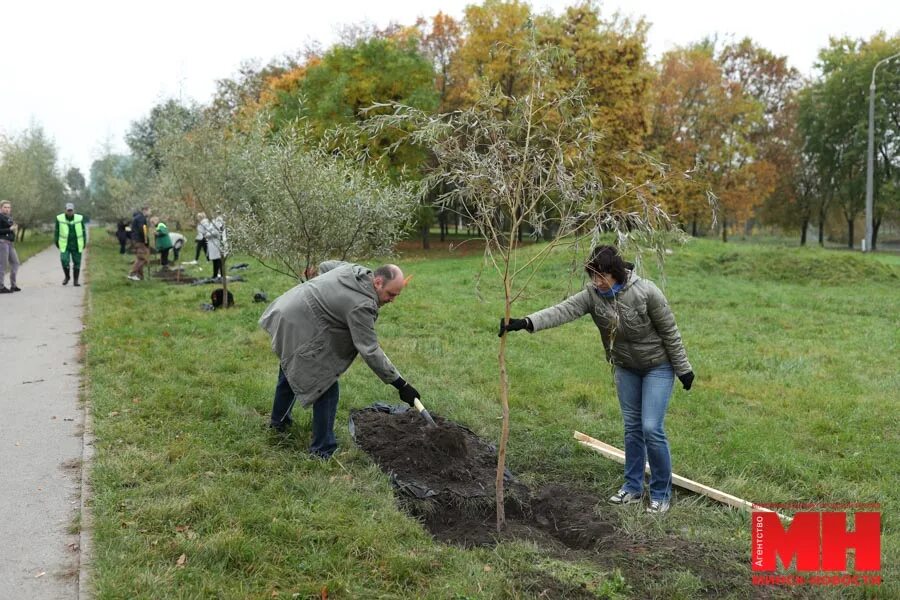 Посадив парке 4 дерева