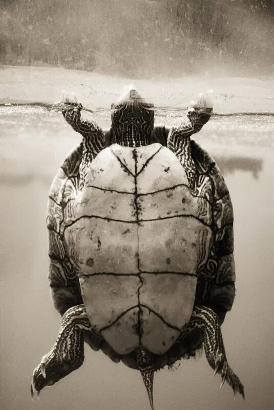 Черепаха белка. Черепахи любовь. черепаха с сигаретой. черепаха с бородой. черепаха картинка на аву.