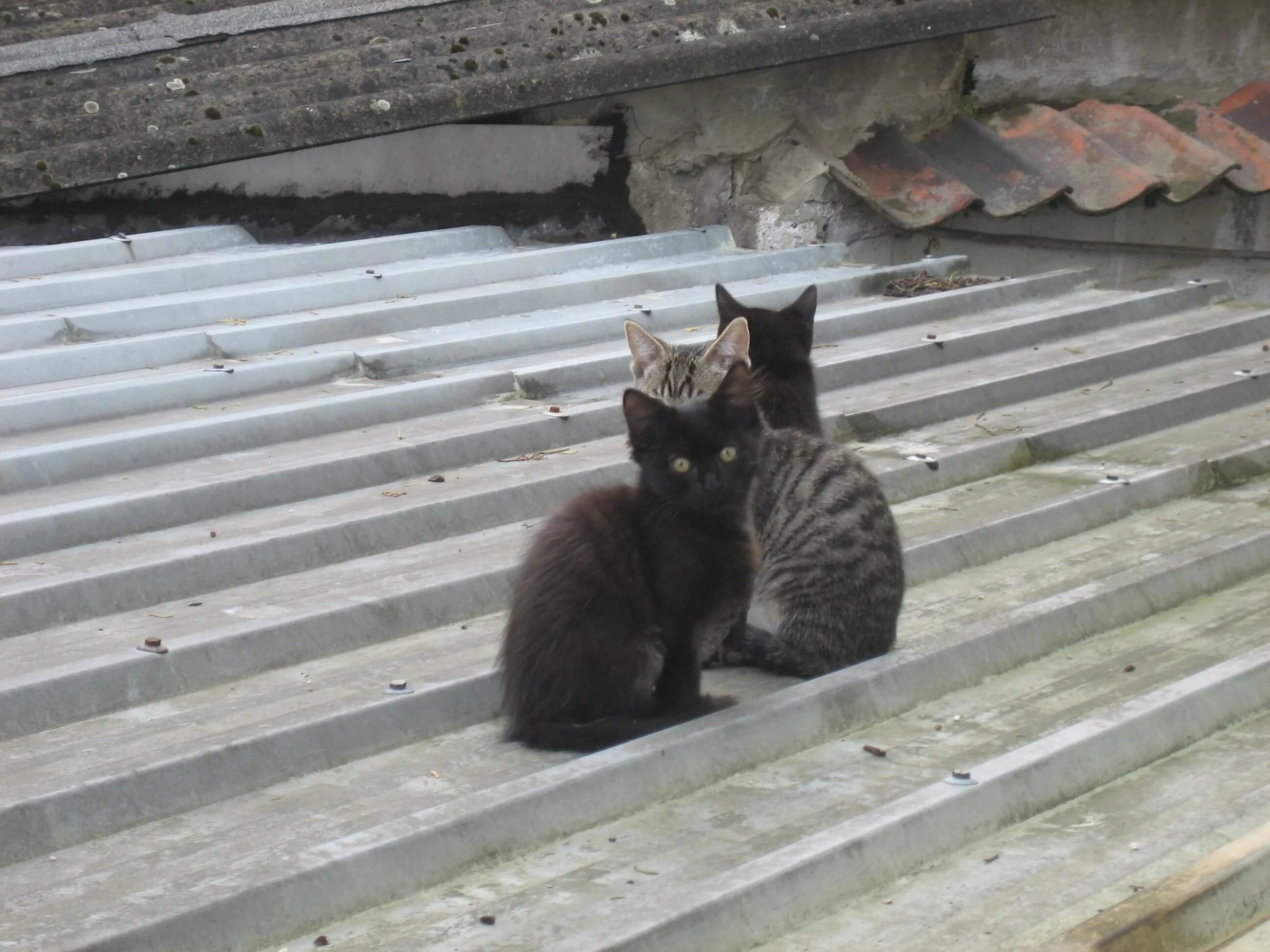 Спустившись с кровли кот сказал. Кот на крыше. Кот на крыше зимой. Три кота на крыше. Маленькие котята на крыше.