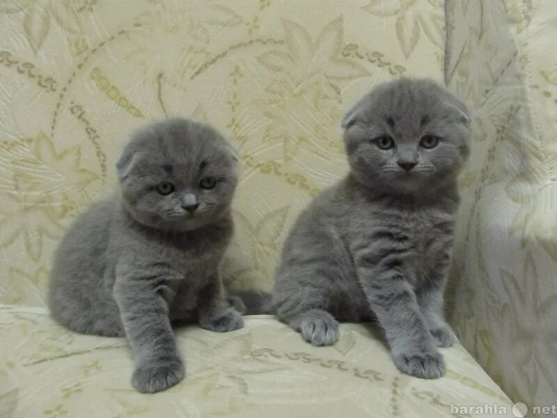 Недорого шотландские котята. Скоттиш-фолд Шотландская вислоухая голубая. Скоттиш фолд голубой котенок. Шотландские вислоухие голубые коты. Котята Шотландские вислоухие лиловые и голубые.