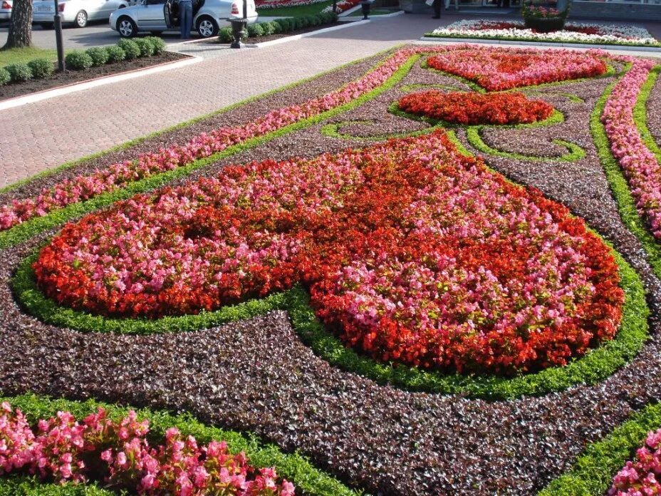 проект декоративные растения. доклад о декоративном цветоводстве. цветоводство отрасль растениеводства. презентация растения города декоративное цветоводство 7 класс. петуния родина растения.