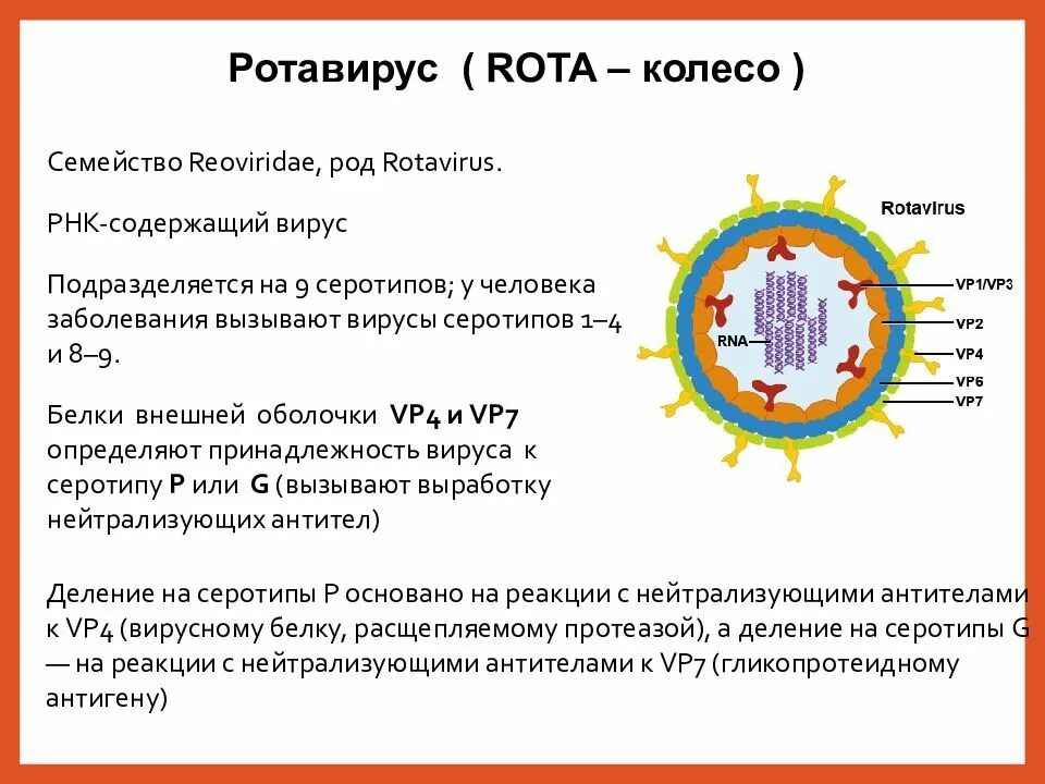 Ротавирусы микробиология строение. Возбудитель ринувирусной инфекции. Ротавирусная инфекция строение. Ротавирус строение вируса. Как отличить ротавирусную от