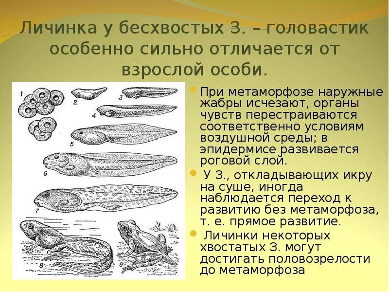 Органы чувств головастика. Органы обоняния у земноводных. Сердце головастика. Системы органов земноводных. Дыхательная система головастика.