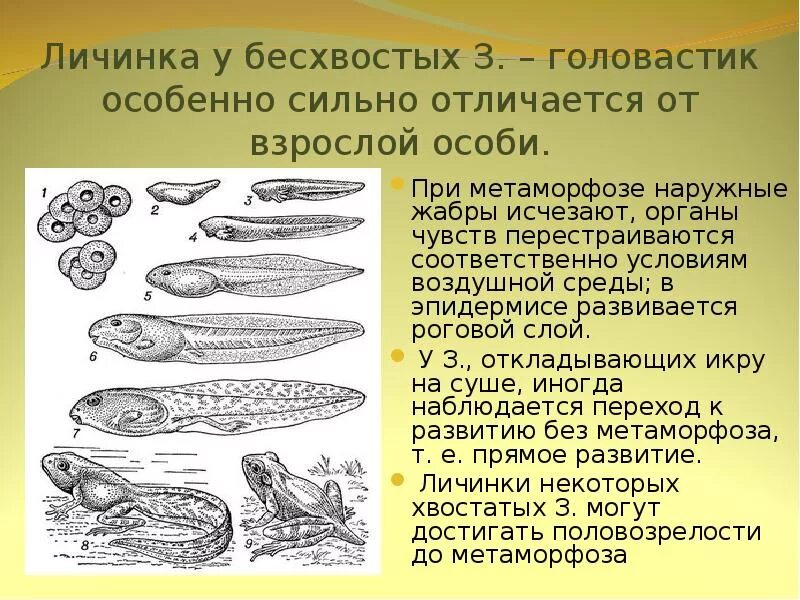 Личинки бесхвостых земноводных. Личинка земноводного головастик. Головастик это личинка лягушки. Анатомия головастика.