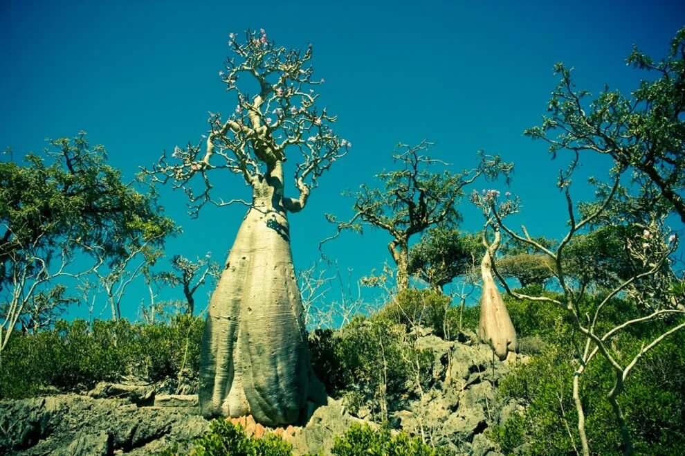 Бутылочное дерево Сокотра. Сокотра (Мухафаза). Бутылочные деревья острова Сокотра. Бутылочное дерево природная зона