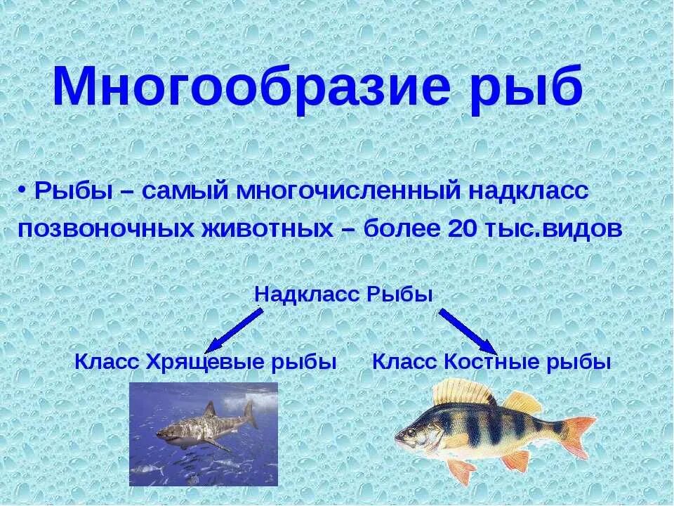 Урок класс рыбы 7 класс. Позвоночные классы рыб. Класс рыбы многообразие. Разнообразие класса рыб. Надкласс рыбы.