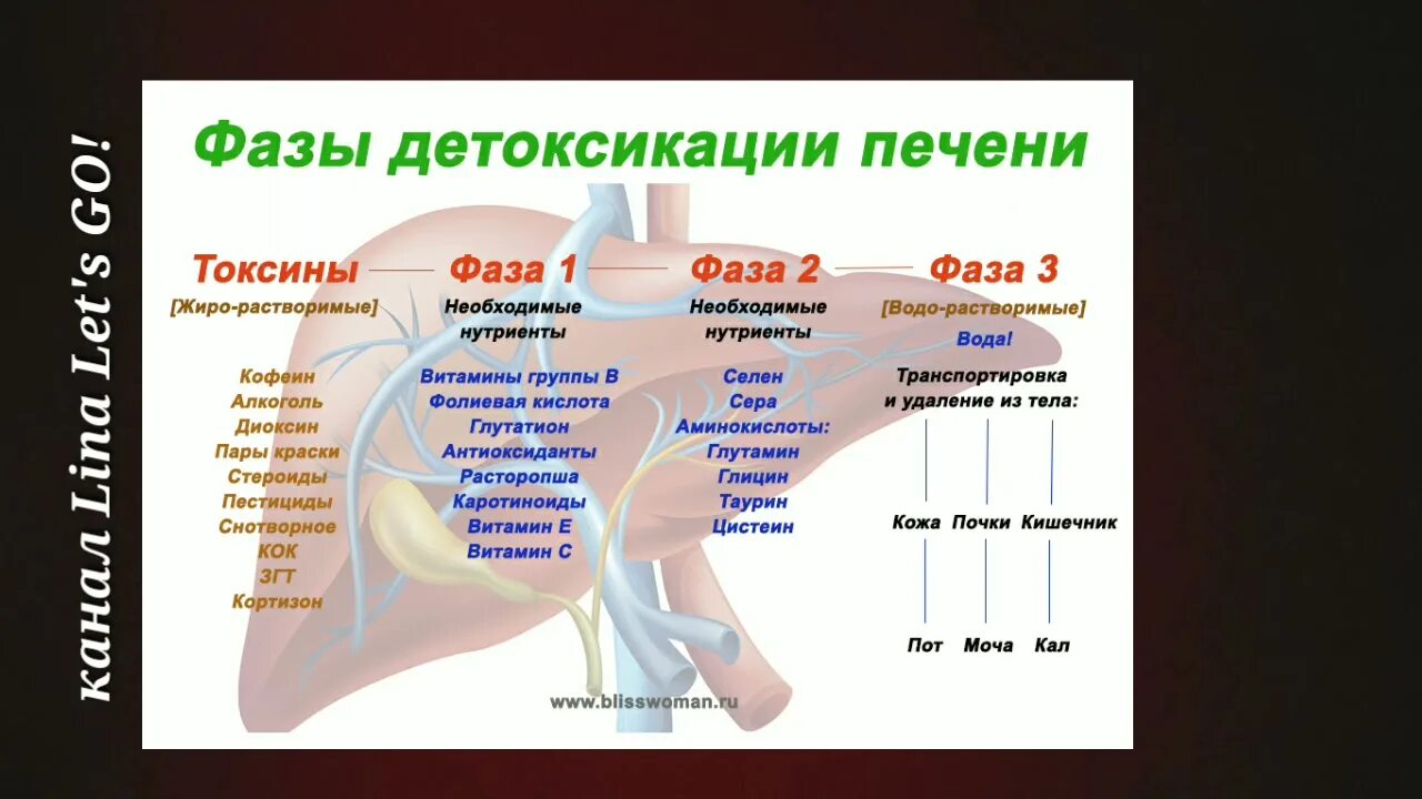 Фазы детоксикации печени