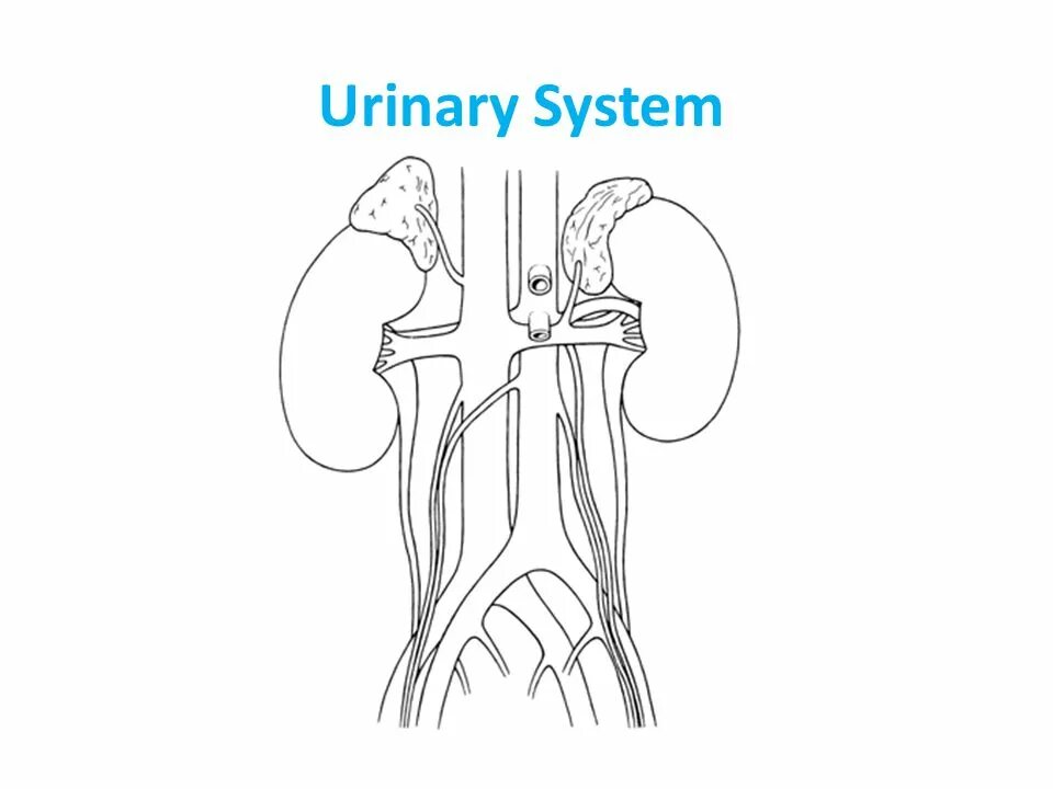 Urinary system. Urinary System рисунок. Excretory System drawing. Animal Urinary System. Urinary System tasks.