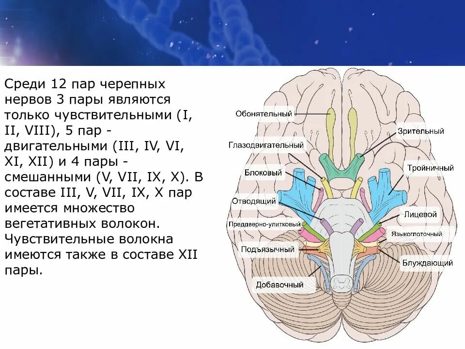 Три черепных нерва. Ядра 3 пары черепно-мозговых нервов. 12 Пар черепно мозговых нервов анатомия. 12 Пар черепно мозговых нервов 1 пара. ЧМН 12 пар ядра.