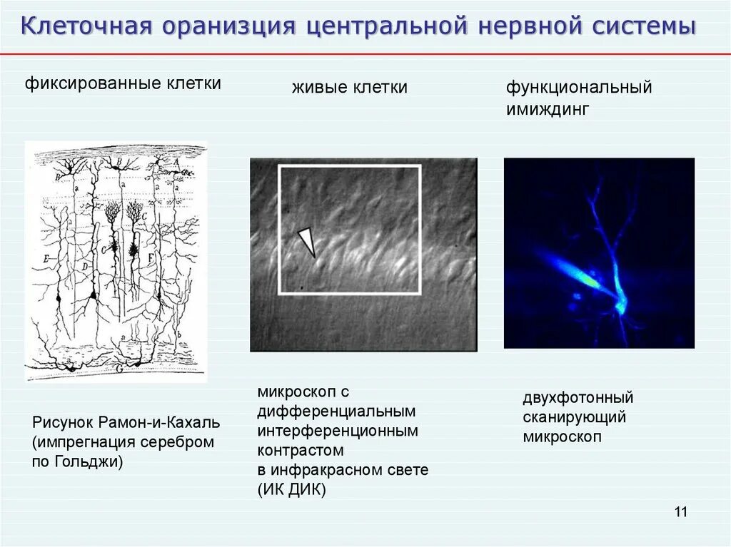 Клетки кахаля. Фиксирование клеток. Формы фиксированных клеток. Основы клеточной нейрофизиологии.