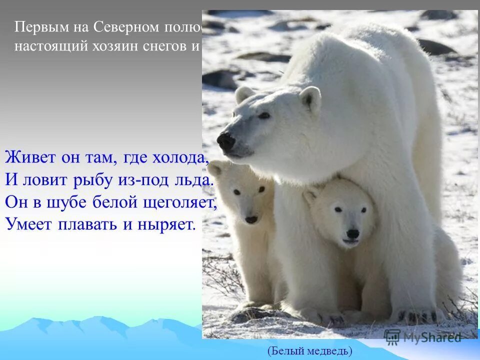 раскас про белого медвед. белые медведи для детей 1 классы. раксза о белом медведе. доклад про белого медведя. раскас про белого медвед.