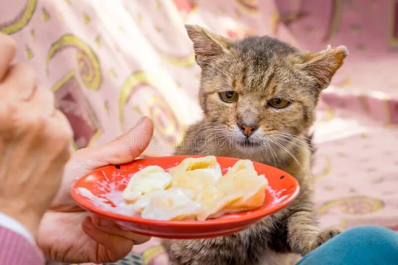 Кот отказывается от еды. Кот около тарелки. кот отказывается есть. продукты, кот старят. кот и еда приемлемо.