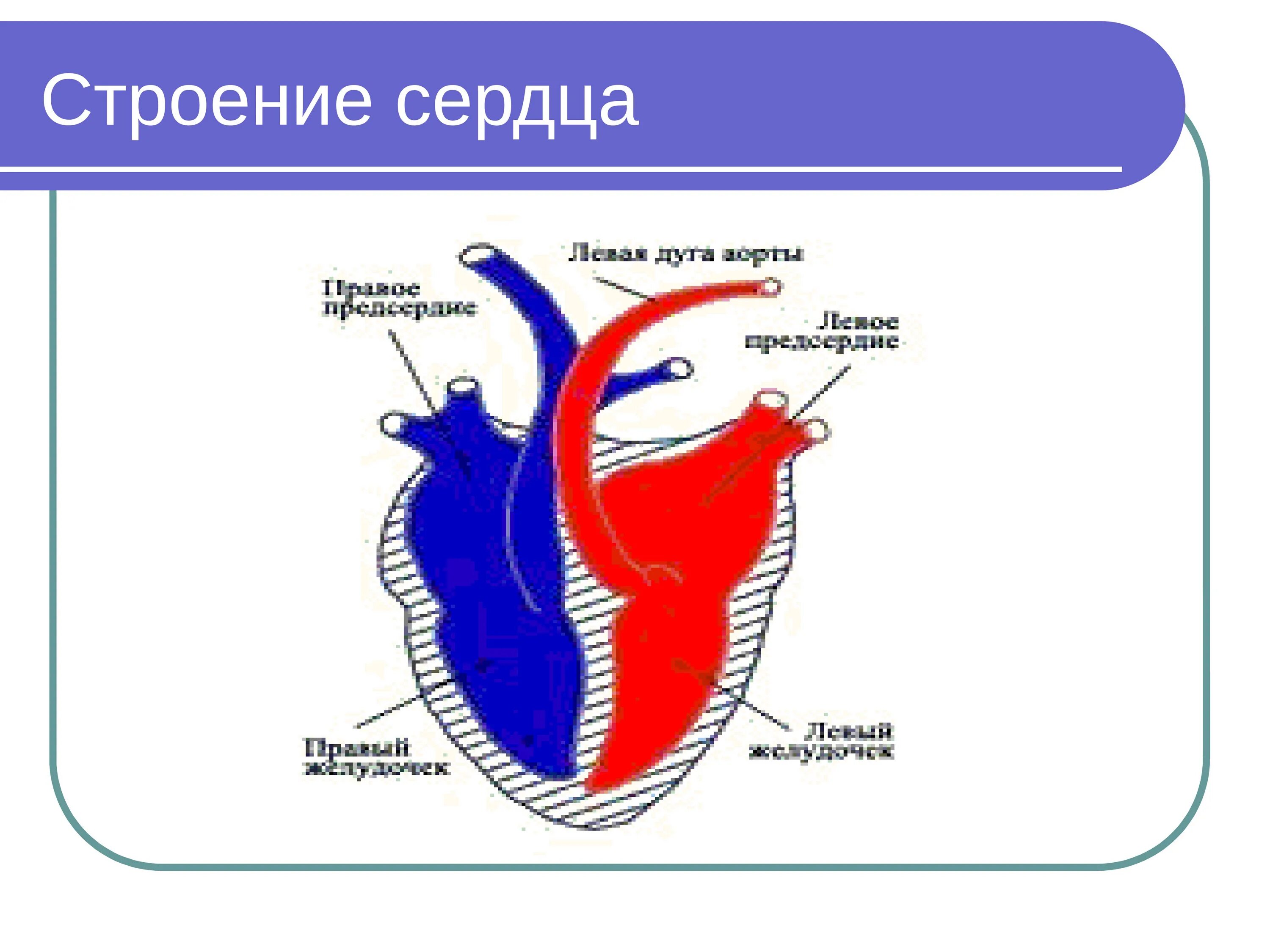 Строение сердца. Камерное строение сердца. Строение камер сердца. Сердце птиц состоит из камер