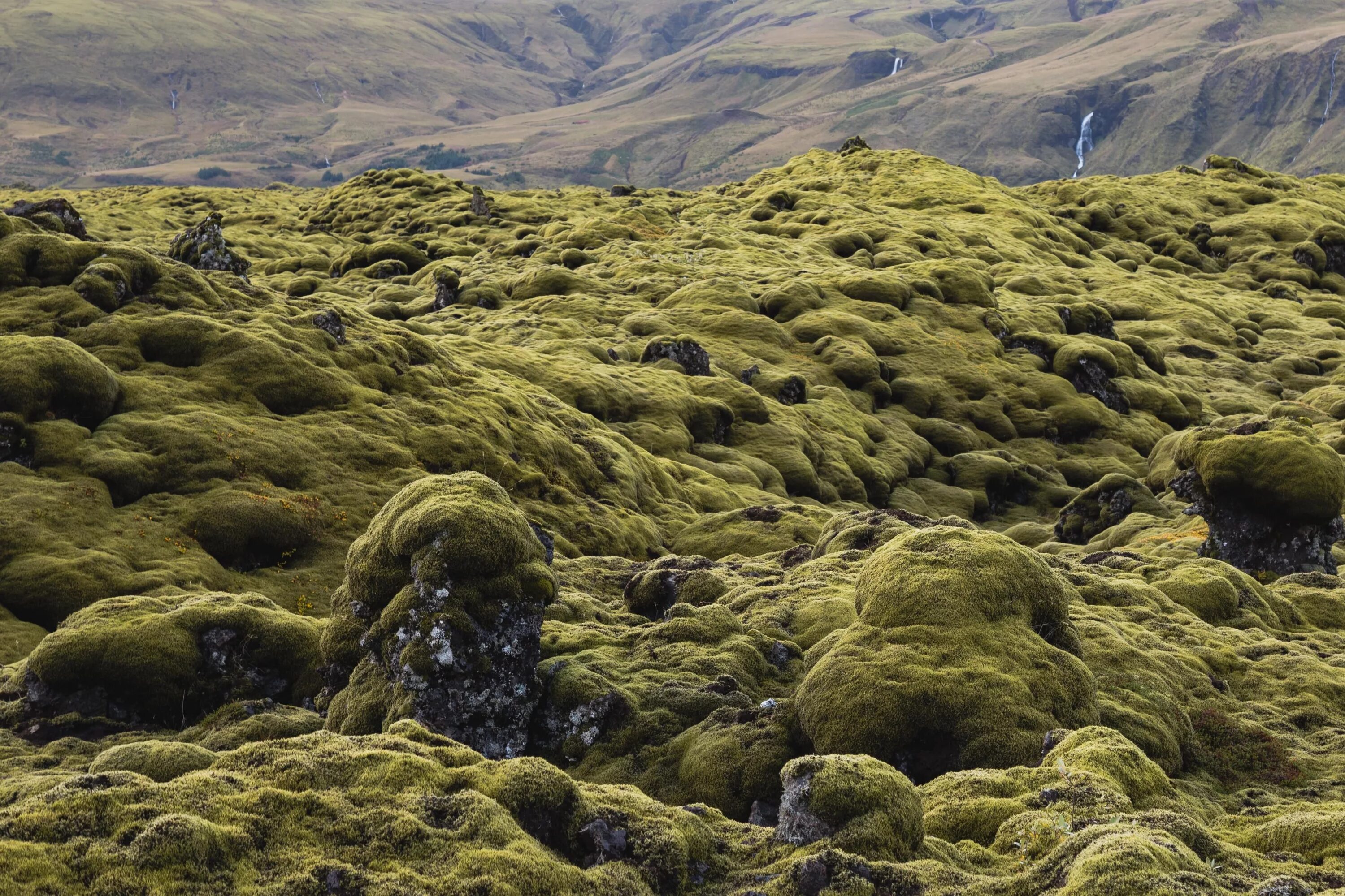 Исландия мох. Мох большая Южная Америка. Ягель поле. Мох в какой природной зоне