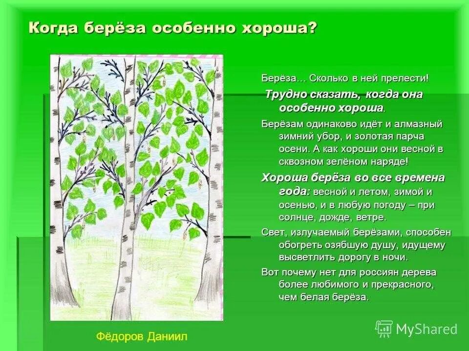 Березка содержание. Описание березы. Рассказ о Березе. Сочинение про березу. Сочинение на тему береза.