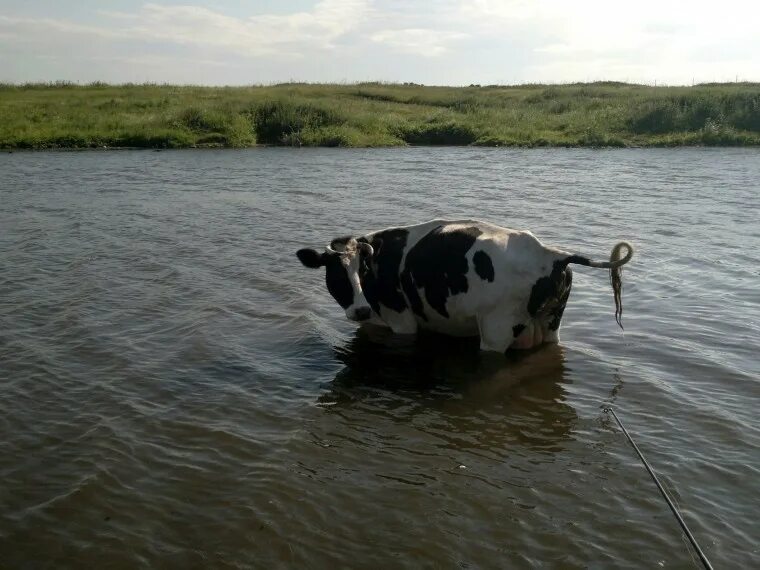 Корова в болоте. Корова плавает. Водяная корова. Корова в воде. Коровья вода.