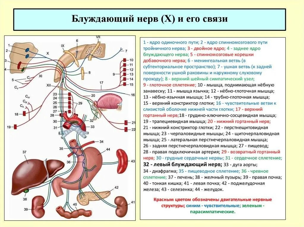 Блуждающий нерв отзывы. Блуждающий нерв схема пути. Блуждающий нерв парасимпатическая иннервация. Ветвление блуждающего нерва. Ветви блуждающего нерва функции.