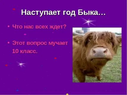 Сколько лет быку
